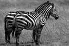 Grevy-Zebra_11_sw.jpg (276501 Byte)