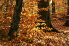 w_0021_Herbstwald.jpg (456715 Byte)