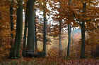 w_0051_Herbstwald.jpg (370993 Byte)