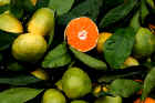 w_0061_Citrus.jpg (304980 Byte)