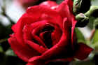 w_0087-Rose.jpg (236007 Byte)