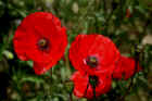 w_0096_Mohn.jpg (324075 Byte)