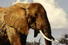 w_0699_Elefant_Samburu.jpg (333681 Byte)