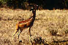 w_0731_Gerenuk.jpg (377446 Byte)