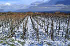 w_0970_Weinberge-Schnee.jpg (445914 Byte)